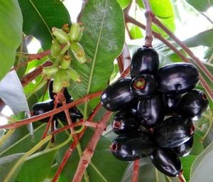 Fresh Java Plums (Jambolan)