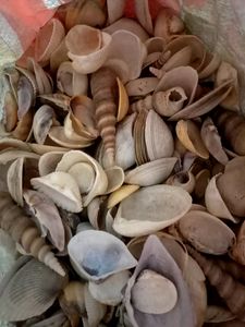 4kgs Real Sea Shells