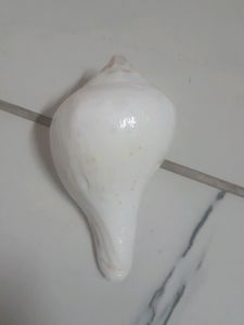 Vishnu Shankh for Pooja (3.5 inches)