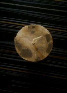 Coffee Scented Candle