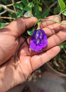 Butterfly Flower Seeds Blue