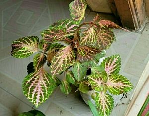 3 set  Colues &amp;Tulasi &amp; Lilly Plants