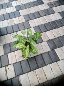 10 Live Root Plants