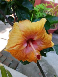 Red And Orange Hibiscus Cutting Saplings