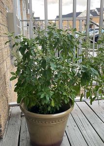 Tulsi Plant