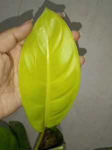 Combo Philodendrons (Lemon Lime &amp; Burle Marx)