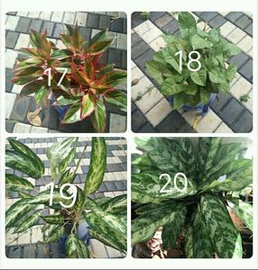 You Can Select 10 Live Root Plants