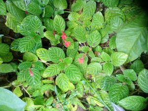 11 Live Root Plants