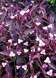 Purple Heart Plant