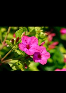 4 o clock flower seeds