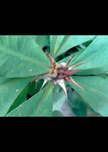 Euphorbia Milii