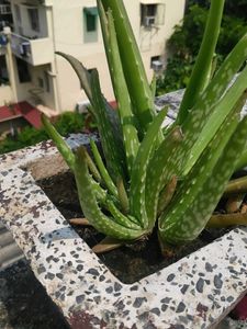 Live Aloe Vera Plant with Roots