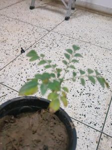 Curry Tree Or Meethi Neem Small Sapling