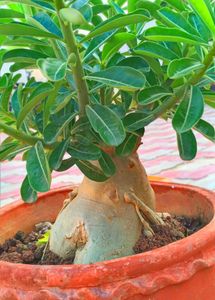 Bonsai Of Adenium plant With Combo