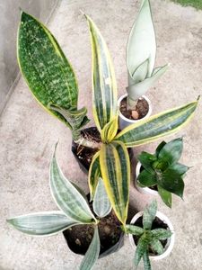 Sansevierias Combo