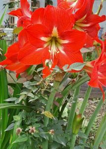 4bulb Red Amaryllis Lily
