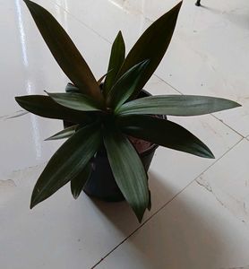Rhoeo/ Boat lily plant