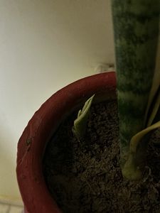 Baby Snake Plant