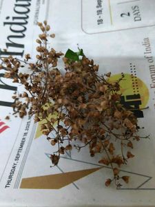 Dried Tulsi Plant Seeds