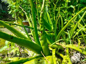 Natural Aloe vera Leaves (Not Plant)