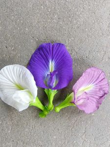 Three Colours Aparajita Seeds
