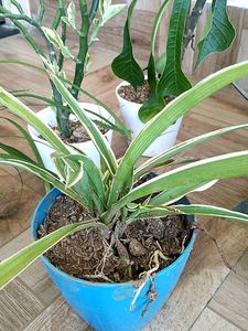 Live Plant In Sale Price With Pot