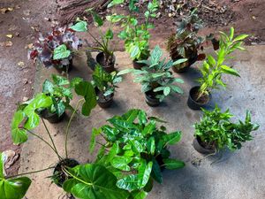 11 Live Root Plants