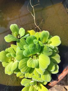 Water Plant