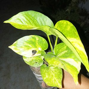 Combo Of 3 Plants @ Low Price