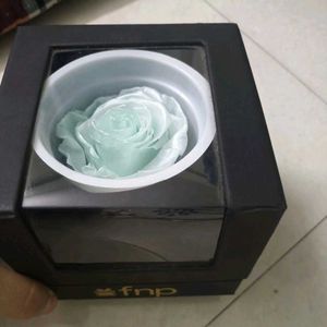 FNP Preserved Rose