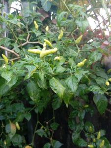 Fresh Chili Peppers - Homegrown!