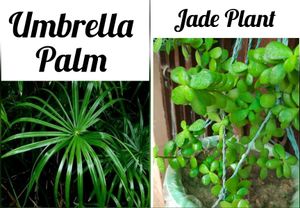 Plants And Seeds