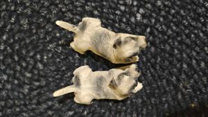 Dogs Show Piece