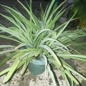 Combo Of 2 Plants