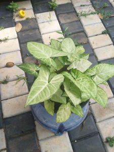 10 Live Root Plants