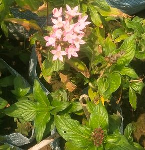 Pentas All Seasion Flowering Plant