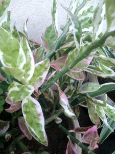 Devil&#39;s Backbone Plant