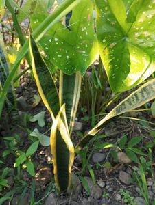 Yellow Green Snake
