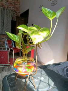 Dear Shape Stand And Pot...