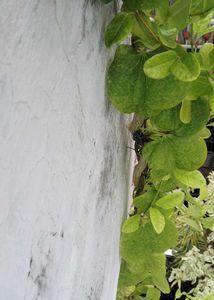 Neem Giloy Or Tinospora