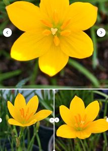 Yellow Rain Lily Bulbs