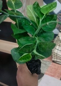 Naag Don Plant Cuttings