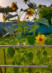 Sunflower Seeds 10 + Freebies