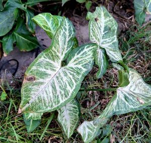 Syngonium plant For Indoor And Outdoor