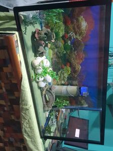 Aquarium With All Accessories