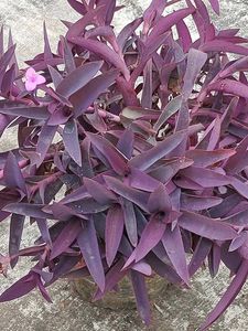 Purple Heart Plant