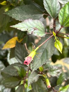 Nikon Coolpix 10x zoom Digital Camera