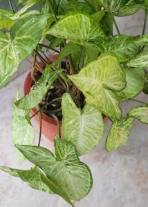 Syngonium Podophyllum Arrowhead Love The Nature