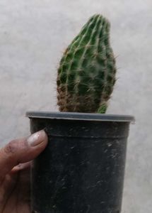 Unique Cactus Plant
