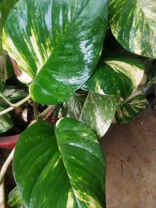 Big Size Leaf Money Plant Cutting